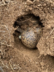 Breviceps verrucosus