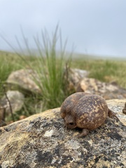 Breviceps verrucosus