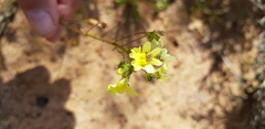 Nemesia versicolor