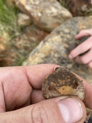 Breviceps verrucosus