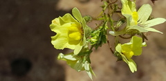 Nemesia versicolor
