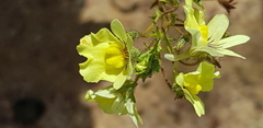 Nemesia versicolor