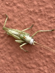 Meconema meridionale
