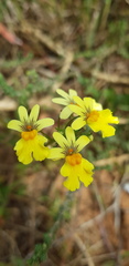 Nemesia versicolor
