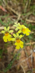 Nemesia versicolor