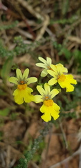 Nemesia versicolor