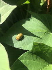 Chelymorpha cassidea