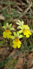 Nemesia versicolor
