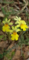 Nemesia versicolor