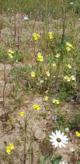 Nemesia versicolor