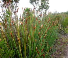 Elegia thyrsoidea