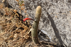 Loxanthocereus acanthurus