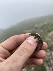 Lygodactylus ocellatus