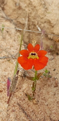 Nemesia strumosa