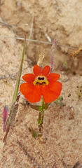 Nemesia strumosa