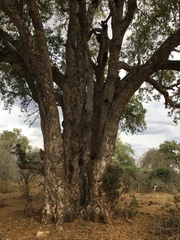 Xanthocercis zambesiaca