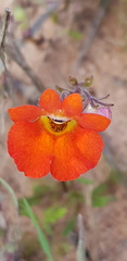 Nemesia strumosa