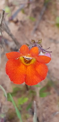 Nemesia strumosa