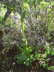 Chloraea cylindrostachya