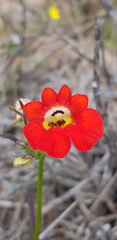 Nemesia strumosa