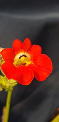 Nemesia strumosa