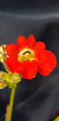 Nemesia strumosa