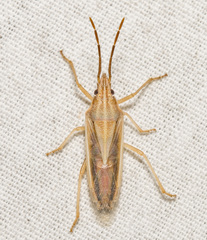 Mecidea major
