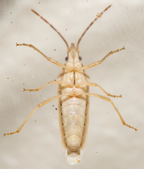 Mecidea major
