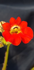 Nemesia strumosa