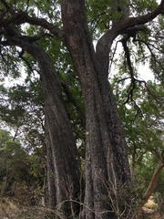 Diospyros mespiliformis