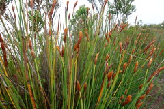 Elegia thyrsoidea