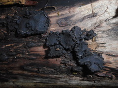 Biscogniauxia repanda