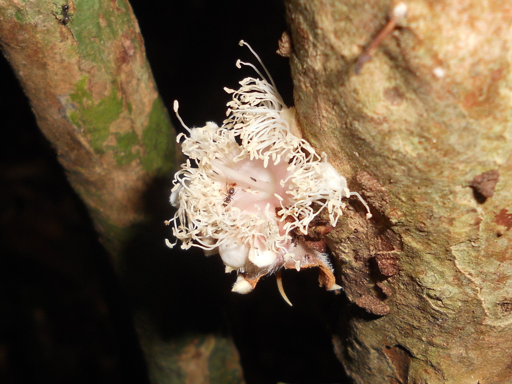 Plinia longiacuminata