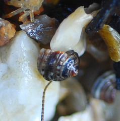 Littorina brevicula