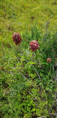 Veltheimia