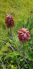 Veltheimia