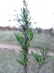 Baccharis salicifolia
