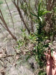 Baccharis salicifolia