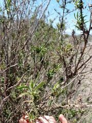 Baccharis salicifolia