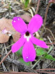 Pinguicula oblongiloba