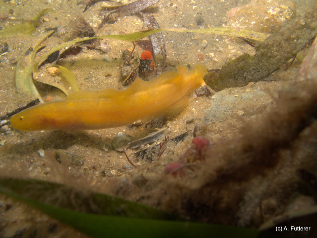 Yellow cuskeel (Dermatopsis multiradiatus) — Bythitidae