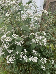 Ageratina altissima