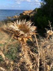 Onopordum bracteatum
