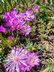 Lampranthus sociorum