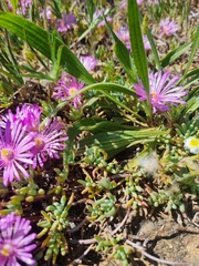 Lampranthus sociorum