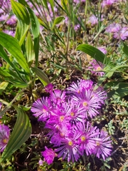 Lampranthus sociorum
