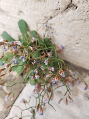 Limonium dictyophorum