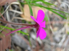 Pinguicula oblongiloba