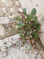 Limonium dictyophorum