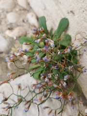Limonium dictyophorum